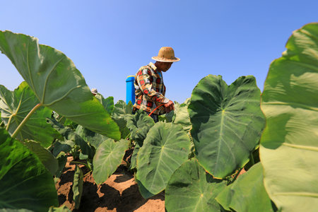 LUANNAN COUNTY, Hebei Province, China-July 7, 2020: Farmers are spraying fungicides on taro plantationsのeditorial素材
