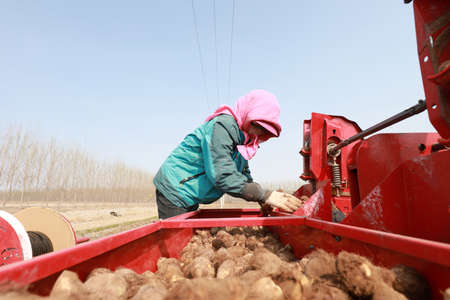 LUANNAN COUNTY, Hebei Province, China-April 7, 2020: Farmers add taro seeds to the planter in the field.のeditorial素材