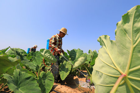 LUANNAN COUNTY, Hebei Province, China-July 7, 2020: Farmers are spraying fungicides on taro plantationsのeditorial素材