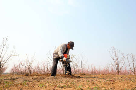 LUANNAN COUNTY, Hebei Province, China-April 15, 2020: Farmers are transplanting peach seedlings on...