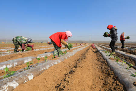 LUANNAN COUNTY, Hebei Province, China-April 2, 2020: Farmers are planting sweet potato seedlings in the fields.のeditorial素材