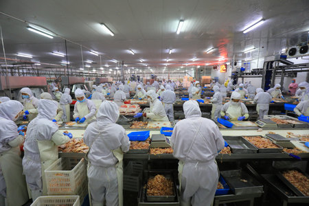 LUANNAN COUNTY, Hebei Province, China-September 14: The workers are busy in the factory on the production line of chicken segmentationのeditorial素材
