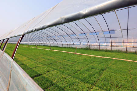 Rice seedling greenhouse, North Chinaのeditorial素材