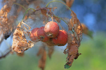 Hawthorn fruit is damaged by pests, North Chinaの写真素材