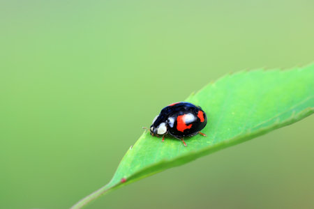 Ladybugs crawl in nature, North China