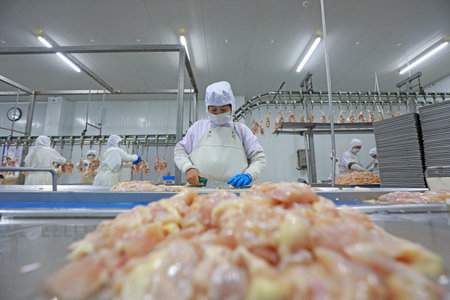 LUANNAN COUNTY, Hebei Province, China-July 28, 2020: Workers are busy on the chicken segmentation...