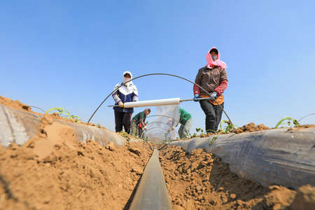 LUANNAN COUNTY, Hebei Province, China-April 2, 2020: Farmers cover sweet potato seedlings with plastic film to keep them warm and moist and promote plant growth.のeditorial素材