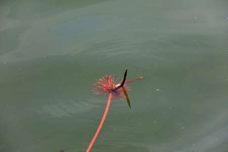 Lotus leaf shoots on the waterの写真素材