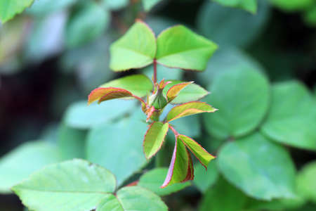 Luxuriant rose plants in the garden, North Chinaの写真素材
