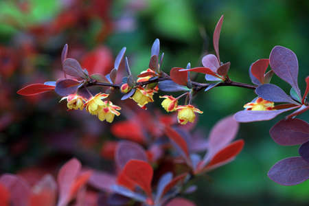 Beautiful flowers of Berberis amurensis, North Chinaの写真素材