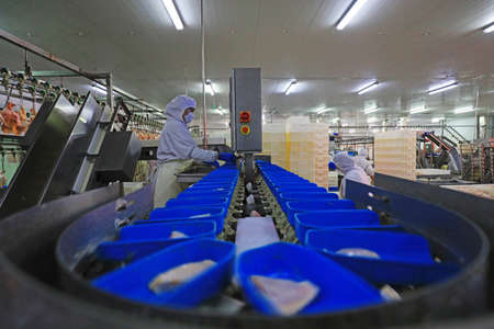 LUANNAN COUNTY, Hebei Province, China-September 14: The workers are busy in the factory on the production line of chicken segmentationのeditorial素材