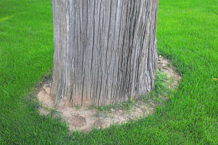 The old trunk of Platycladus orientalisの写真素材