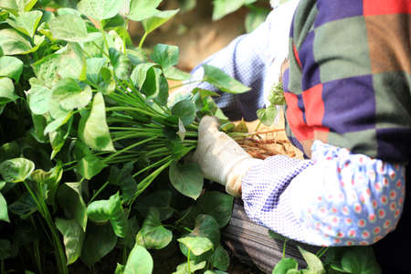 Female farmers are collecting sweet potato seedlings in the greenhouse.