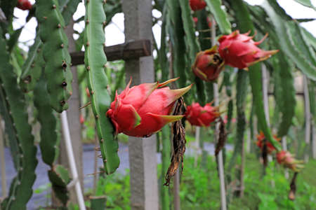 Pitaya plant in greenhouse, North China