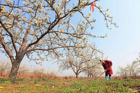 LUANNAN COUNTY, Hebei Province, China-April 15, 2020: The grower weeded under the pear trees in the orchard.のeditorial素材