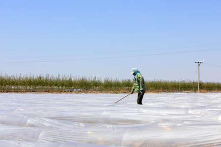 Farmers ventilate arch shed watermelons, North China Plain
