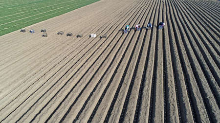 Farmers grow ginger in the fields, North China