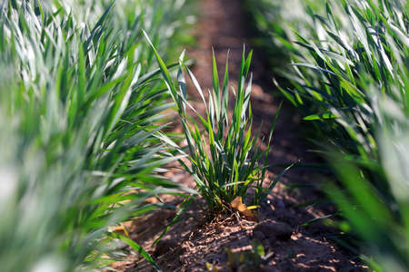 Growing wheat seedlings, North China Plainの写真素材