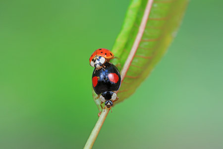 Two ladybugs mate in nature, North Chinaの写真素材
