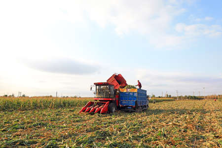 LUANNAN COUNTY, Hebei Province, China-October 14, 2020: Farmers use agricultural machinery to harvest sweet corn in the fieldsのeditorial素材