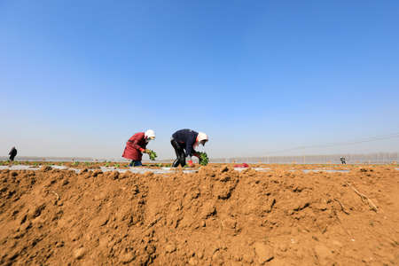 LUANNAN COUNTY, Hebei Province, China-April 2, 2020: Farmers are planting sweet potato seedlings in the fields.のeditorial素材