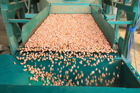 The peanuts are on the conveyor belt, North China