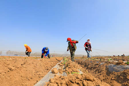 LUANNAN COUNTY, Hebei Province, China-April 2, 2020: Farmers are installing bamboo arches to plant sweet potato seedlings.のeditorial素材