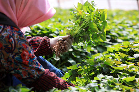 Female farmers are collecting sweet potato seedlings in the greenhouse.の写真素材