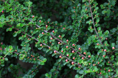 Beautiful flowers in the botanical garden, North Chinaの写真素材