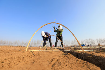 LUANNAN COUNTY, Hebei Province, China-April 2, 2020: Farmers are installing bamboo arches and planting ginger in the fields.のeditorial素材