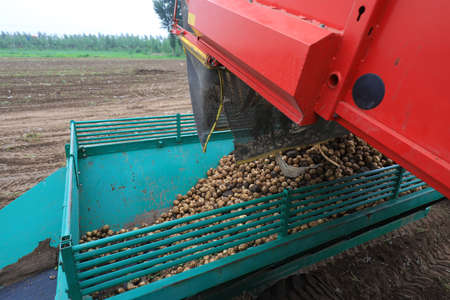 Farmers use machines to harvest potatoes on farms in North Chinaの写真素材