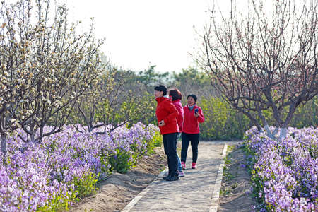 LUANNAN COUNTY, Hebei Province, China-April 11, 2020: The lady is enjoying the flowers in the park.のeditorial素材