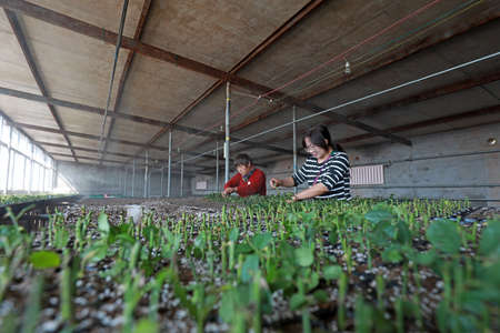 LUANNAN COUNTY, Hebei Province, China-September 21, 2020: The gardener is cutting. The rose cuttings are in the nurseryのeditorial素材