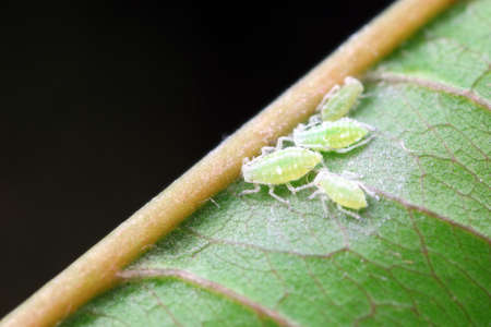 Aphids crawling on wild plants, North Chinaの写真素材