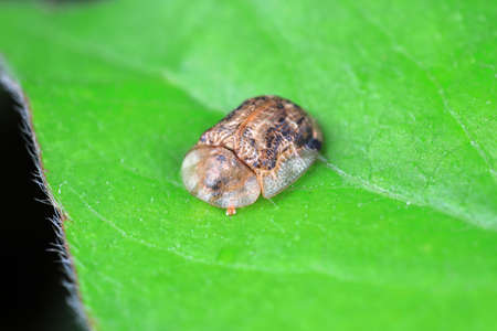 An insect on a green leaf, North Chinaの写真素材