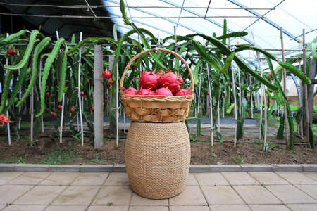 Pitaya in basket in greenhouse, North Chinaの写真素材
