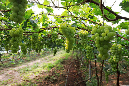 Fruit laden vineyards, North Chinaの写真素材