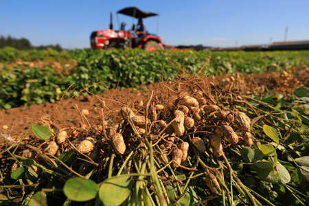 Farmers use machinery to harvest peanuts in the fieldsの写真素材
