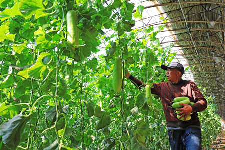 LUANNAN COUNTY, Hebei Province, China-April 3, 2020: Farmers are picking melons in the greenhouse.のeditorial素材
