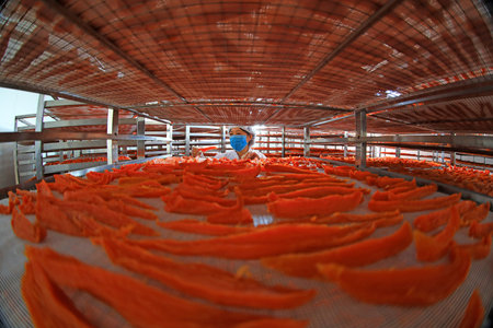 LUANNAN COUNTY, Hebei Province, China-September 4, 2020: The workers are checking the dried potatoes in the drying workshopのeditorial素材