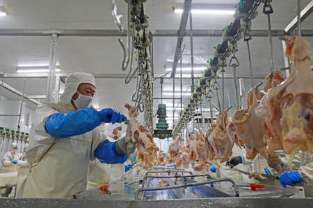 LUANNAN COUNTY, Hebei Province, China-July 28, 2020: Workers are busy on the chicken segmentation line in a food processing plantのeditorial素材