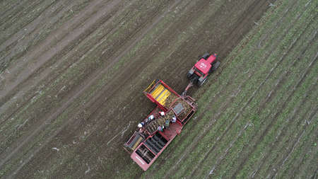 Farmers use agricultural machinery to harvest potatoes on the farm, aerial photographのeditorial素材