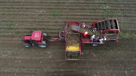 Farmers use agricultural machinery to harvest potatoes on the farm, aerial photographのeditorial素材