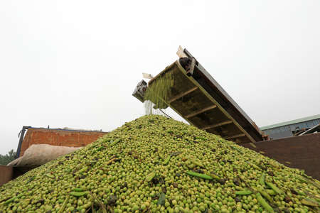 The conveyor belt conveys pea pods at a processing plant in North Chinaのeditorial素材