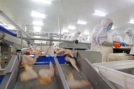 LUANNAN COUNTY, Hebei Province, China-July 28, 2020: Workers are busy on the chicken segmentation line in a food processing plantのeditorial素材