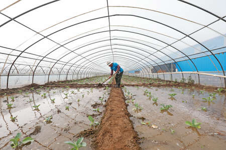 LUANNAN COUNTY, Hebei Province, China-August 3, 2020: Farmers irrigate vegetable seedlings in greenhousesのeditorial素材