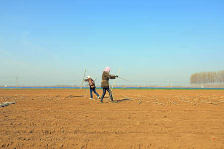 LUANNAN COUNTY, Hebei Province, China-April 2, 2020: Farmers are installing bamboo arches and planting ginger in the fields.のeditorial素材