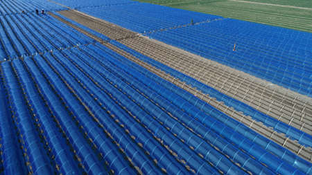 Farmers cover ginger with purple plastic film in fields, aerial photos, North China Plainのeditorial素材