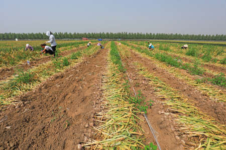 Farmers are harvesting garlic in the fields on a farmのeditorial素材