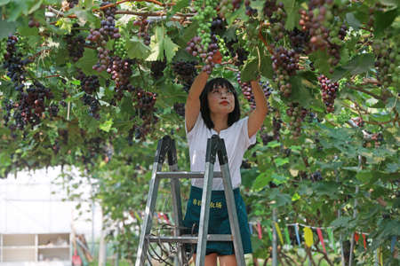 LUANNAN COUNTY, Hebei Province, China-July 30, 2020: The young lady is picking grapes. She's on the farmのeditorial素材